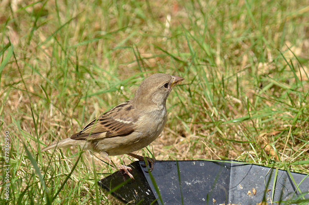 Sperling Spatz an Futterstelle