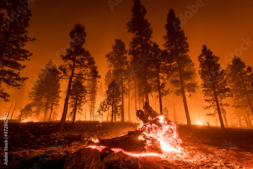 Fallen log burns in California wildfire photo