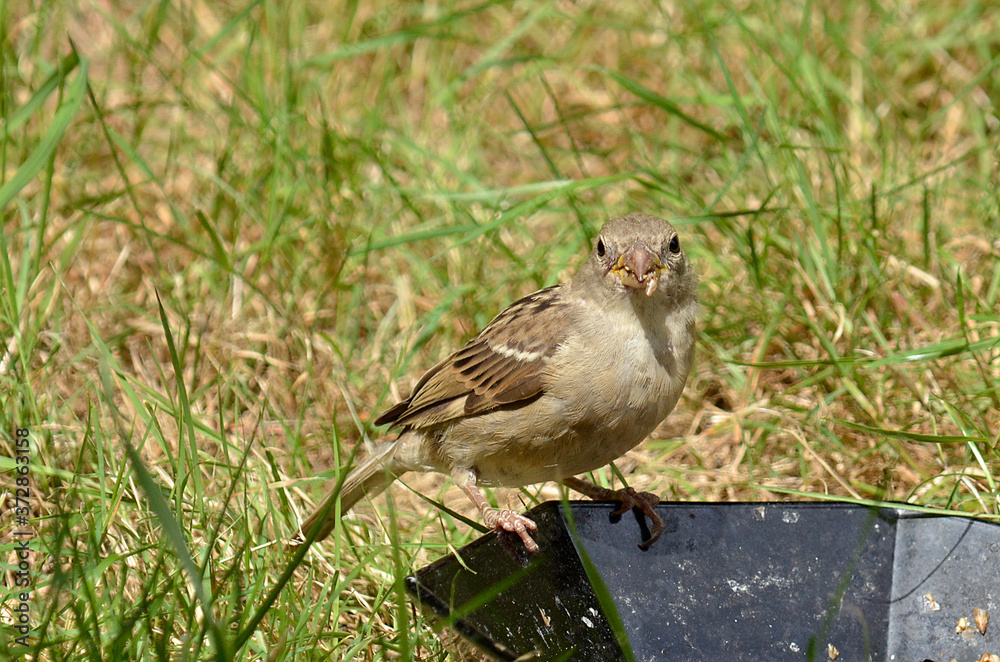Sperling Spatz an Futterstelle Sperling Spatz an Futterstelle
