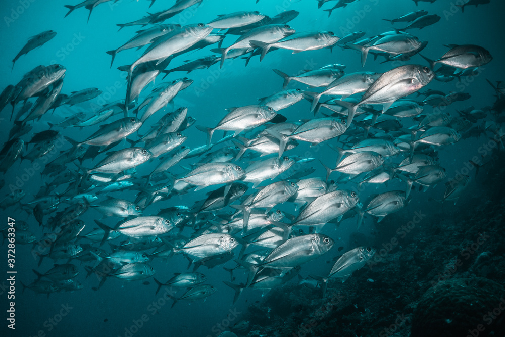 Fototapeta premium Tropical schooling fish in clear blue water swimming among healthy coral reef, Raja Ampat Indonesia