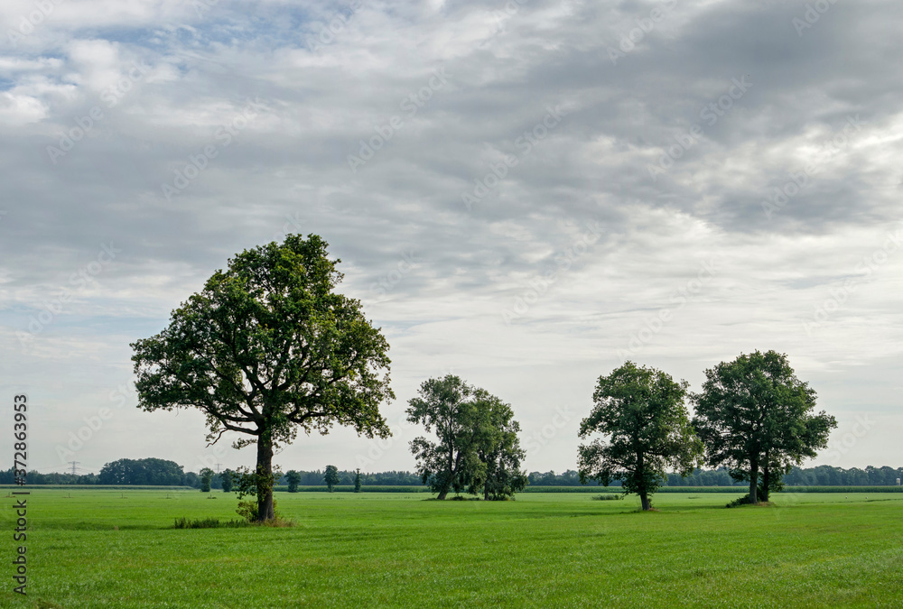 Landscape near Zwolle, The Netherlands, with four trees in a green meadow under a cloudy sky Landscape near Zwolle, The Netherlands, with four trees in a green meadow under a cloudy sky