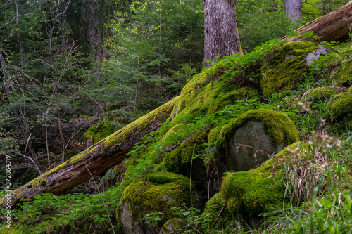 moss covered rocks