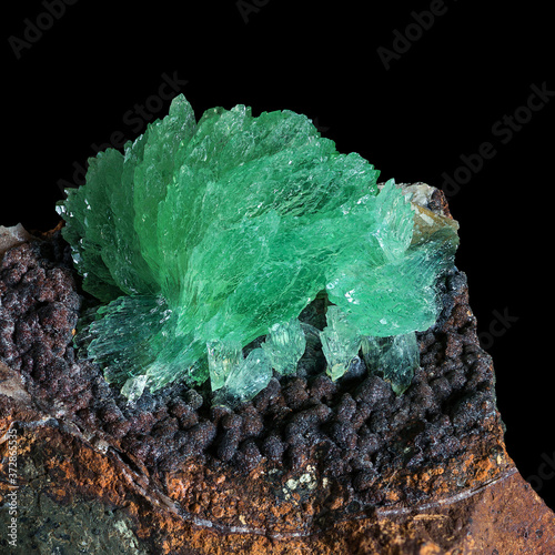 Green crystals of the anapaite mineral on brown iron ore rock with a black background from the Kerch peninsula of Crimea photo