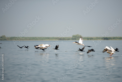 Landscape with white pelicans in Danube Delta, Romania, in a summer sunny day