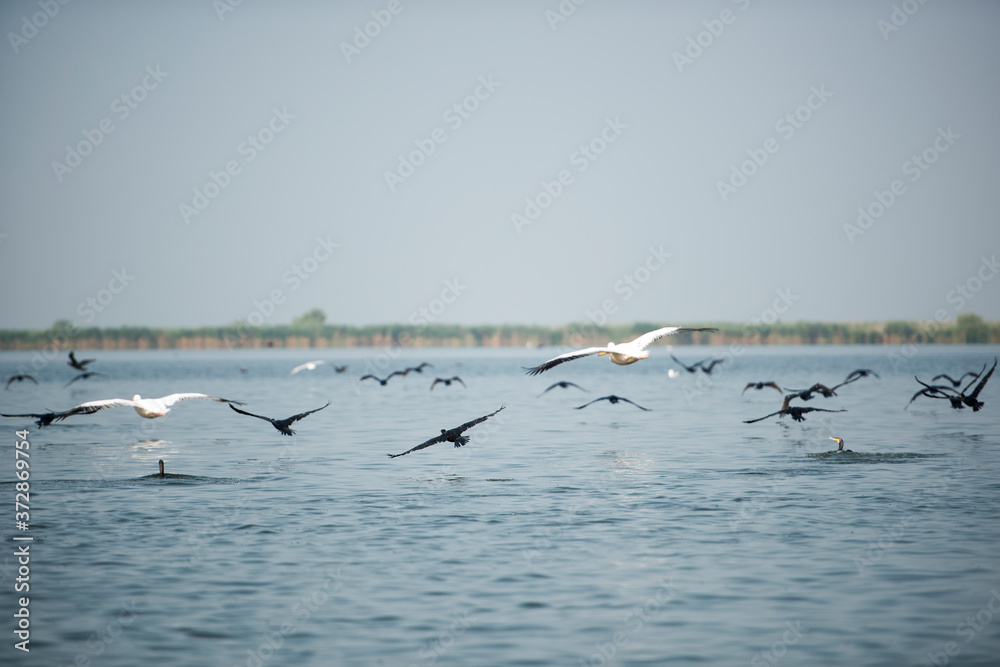 Landscape with white pelicans in Danube Delta,  Romania,  in a summer sunny day