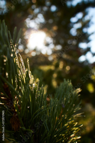 Sunlight hitting a pine branch with cones