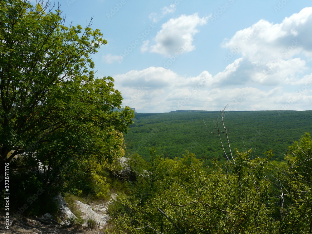 landscape with trees and clouds