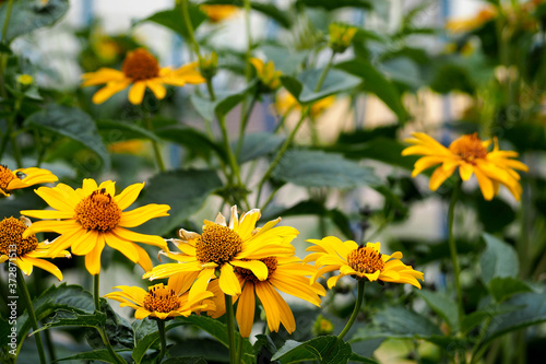 many flowers of yellow Echinacea with green leaves in the garden . medicinal herbs used in medicine to increase immunity