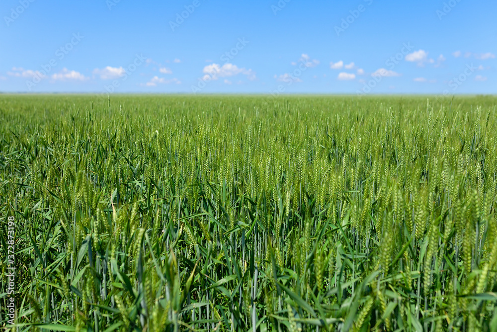 Green field with tall grass and green wheat with blue sky and white clouds in the distance Green field with tall grass and green wheat with blue sky and white clouds in the distance