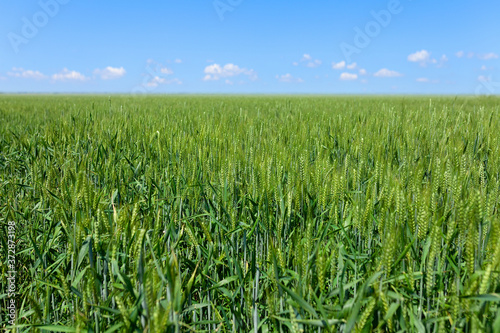 Green field with tall grass and green wheat with blue sky and white clouds in the distance