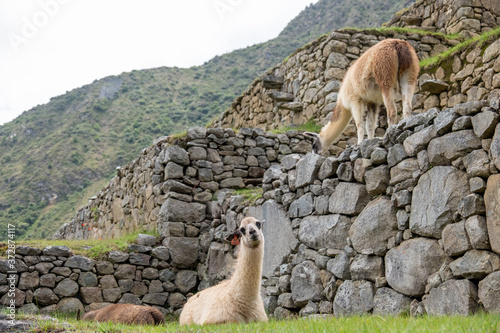 Llamas grazing on stone terraces © nathan