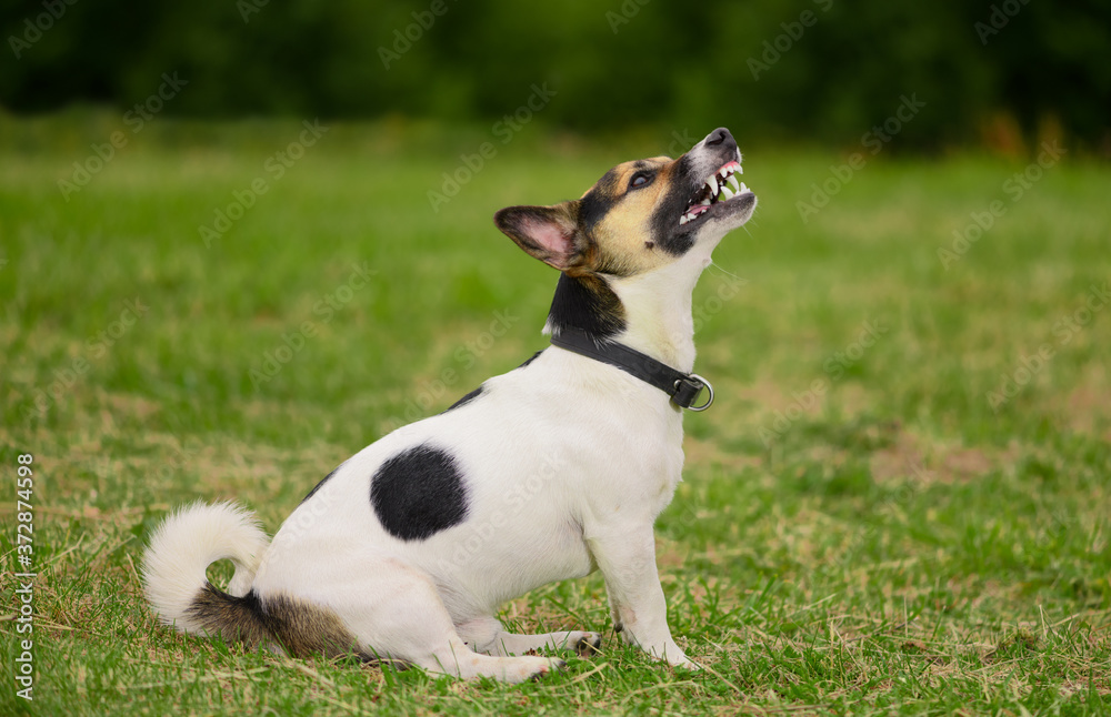 The Jack Russell Terrier is sitting on the grass in outdoors.