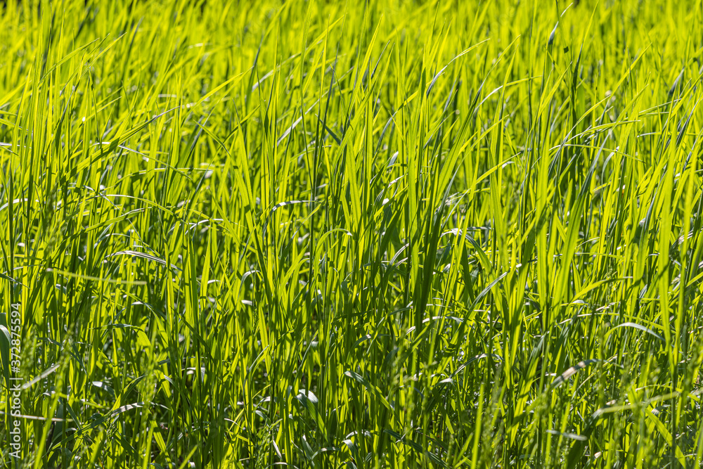 Fototapeta premium Beautiful horizontal texture of green Creeping Wild Rye grass is in summer