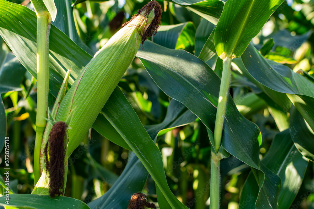close-up of a Corncob inside a field short before harvest close-up of a Corncob inside a field short before harvest