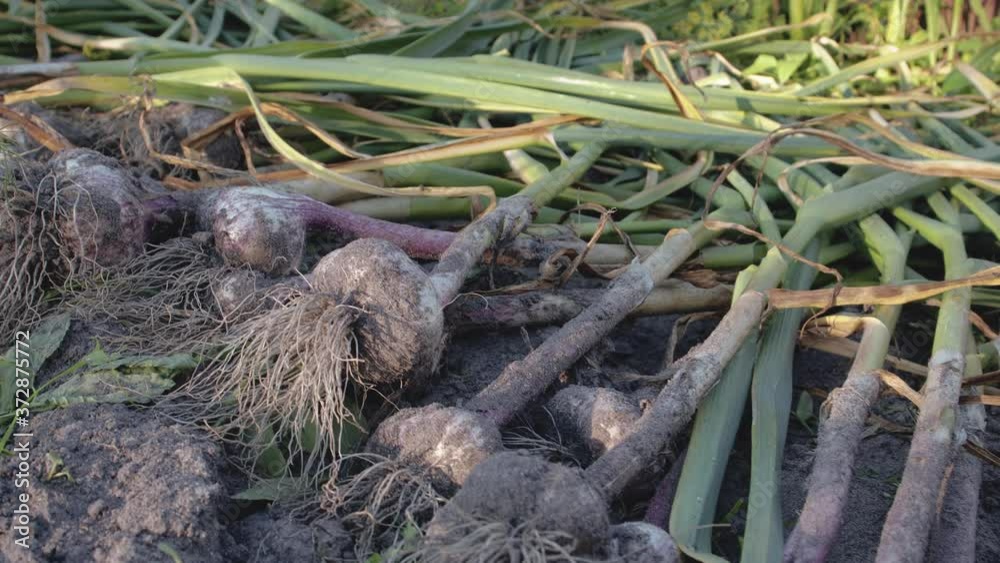 Dolly shot a crop of plucked garlic with the tops and roots lying on the ground. Fresh vegetables lie in the sun and dry before storage. The concept of natural healthy food Dolly shot a crop of plucked garlic with the tops and roots lying on the ground. Fresh vegetables lie in the sun and dry before storage. The concept of natural healthy food