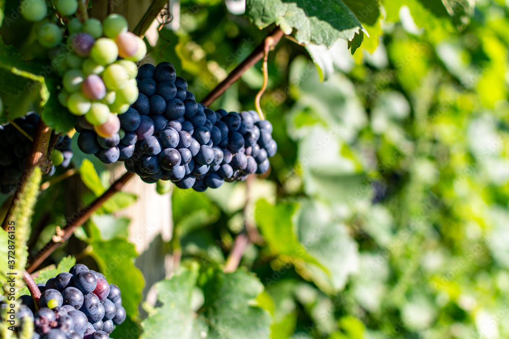 Close up of berries and leaves of grape-vine. A bunch of ripe red wine grapes hanging on a vine on green leaves background. Plantation of grape-bearing vines, grown for winemaking, vinification