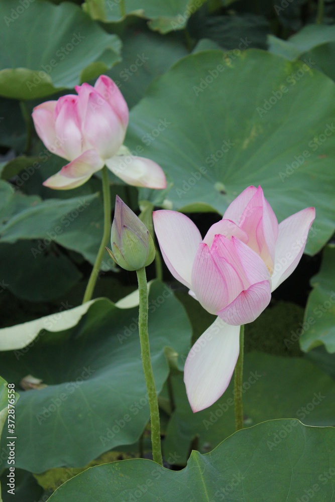 blooming lotus flower