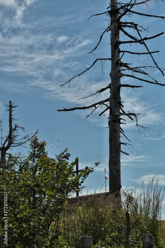 Polish flag, cross, and old tree on top of the mountain © Natalia