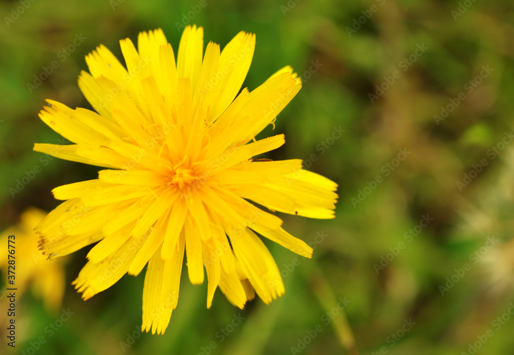 a beautiful flower with some parts in focus a beautiful flower with some parts in focus