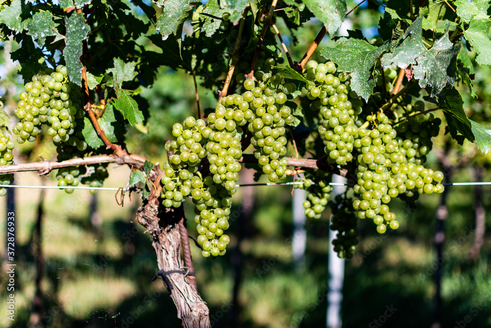 Close up image of a bunch of green grapes hanging from the branch on a sunny summer day in a vineyard. Soon to be harvested.