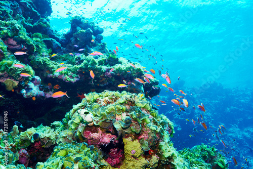 Fototapeta Naklejka Na Ścianę i Meble -  One scene of coral reef