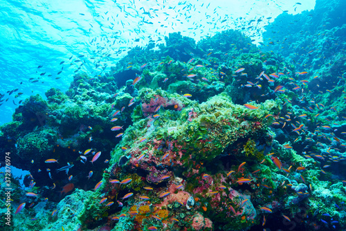 Fototapeta Naklejka Na Ścianę i Meble -  One scene of coral reef