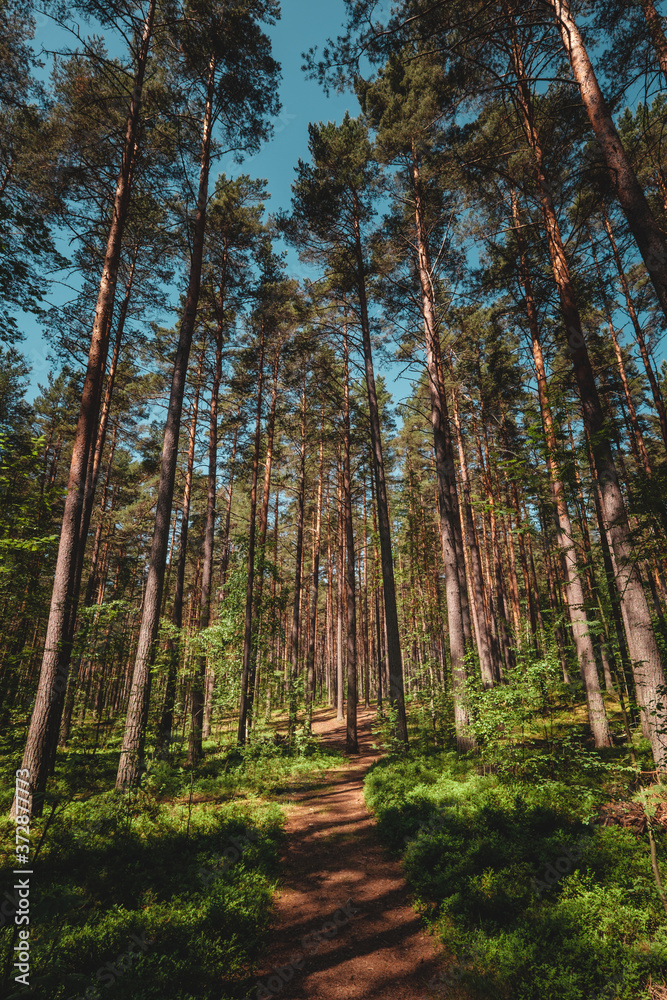 Pine forest under deep blue sky, evening sun near Vuoksa river close Imatra in the Leningrad region, Russia. Pine forest under deep blue sky, evening sun near Vuoksa river close Imatra in the Leningrad region, Russia.