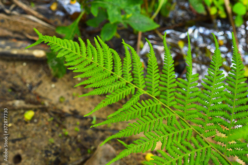 fern leaves forming a beautiful background