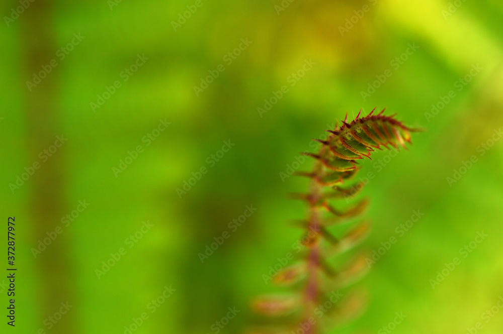 throny flower with some parts in focus