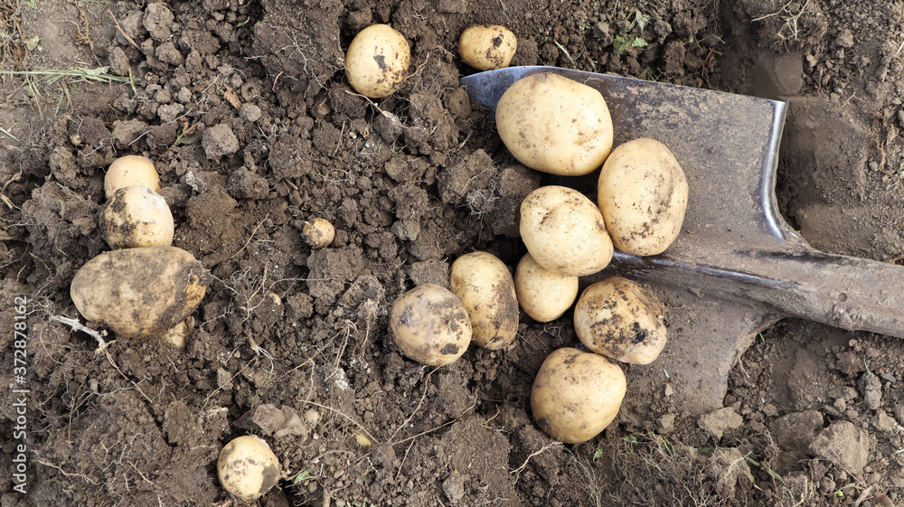 Harvesting from the soil on the plantation of early young potatoes. Fresh organic potatoes are dug out of the ground with a shovel in a farm garden. Harvesting from the soil on the plantation of early young potatoes. Fresh organic potatoes are dug out of the ground with a shovel in a farm garden.