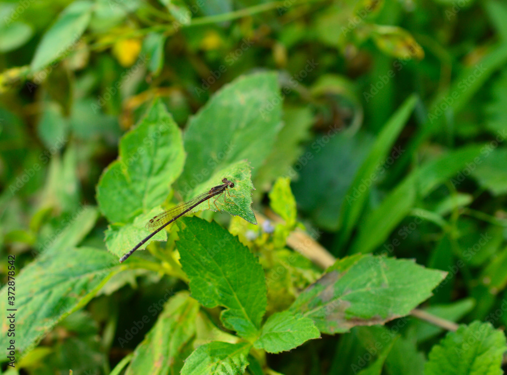 dragon fly on a leaf in the wild