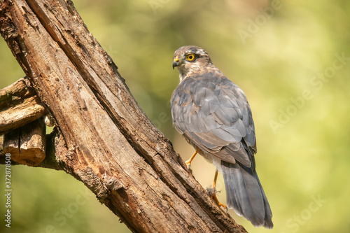 Sparrow hawk  bird of Prey