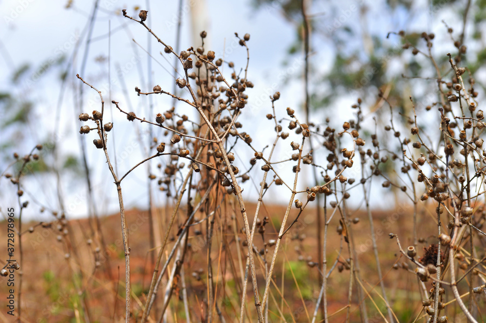 dry plants with some in focus against the forest background dry plants with some in focus against the forest background