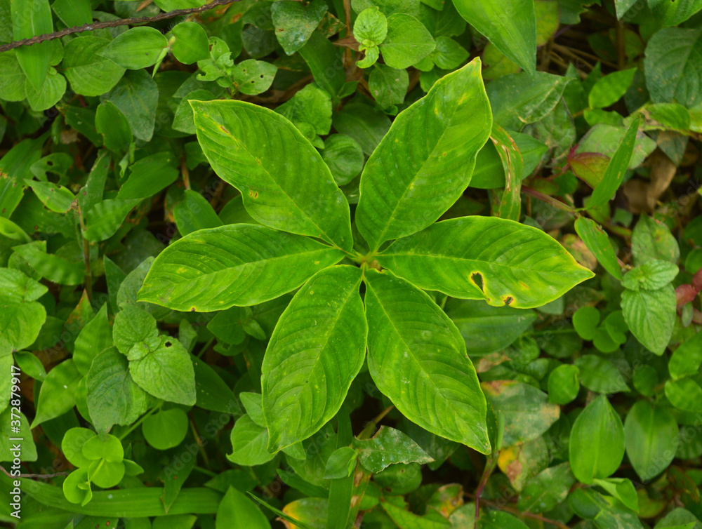 leaves forming a beautiful pattern leaves forming a beautiful pattern
