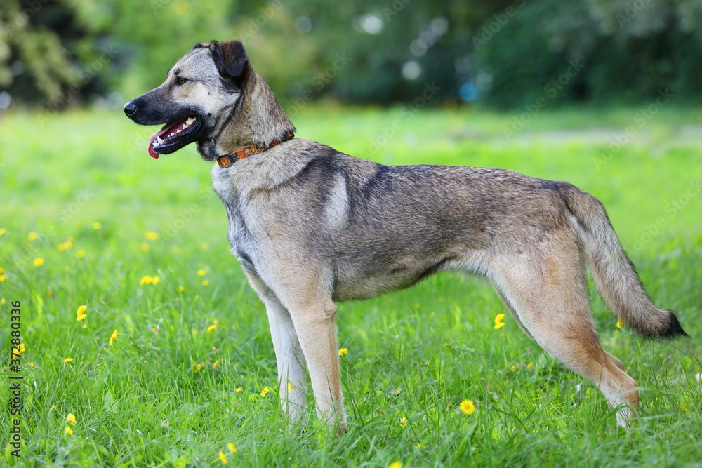 Nice mongrel dog with mouth open standing on green grass Nice mongrel dog with mouth open standing on green grass