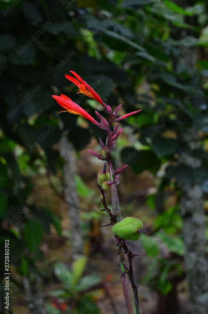 a beautiful flower with some parts in focus a beautiful flower with some parts in focus