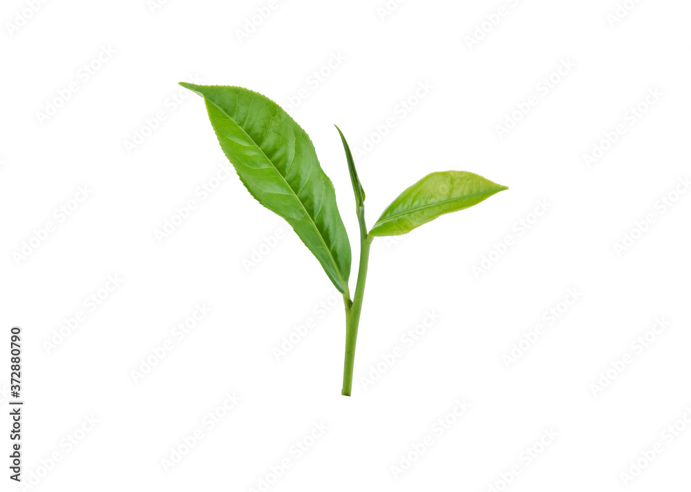 Green tea leaf isolated on white background. Green tea leaf isolated on white background.