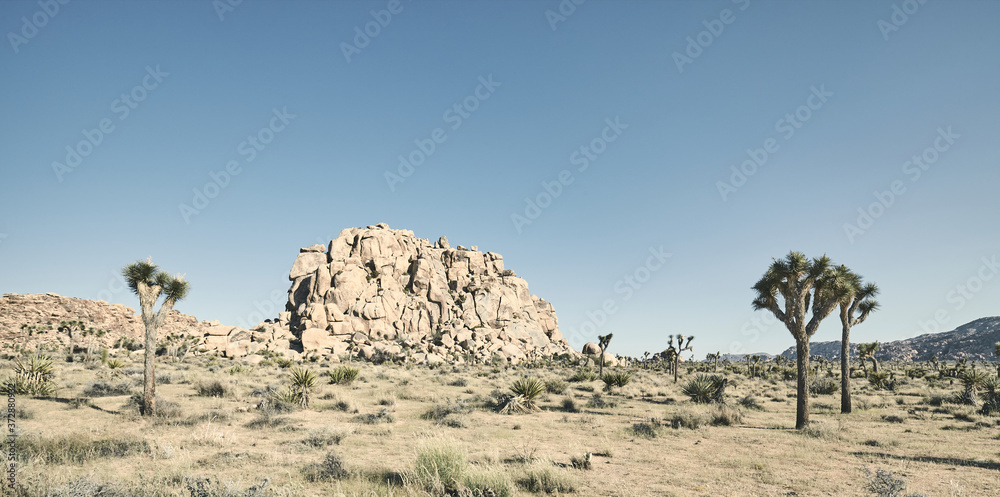 Landscape of Joshua Tree National Park, color toning applied, California, USA.