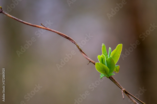 a fresh branch with green leaves in the forest