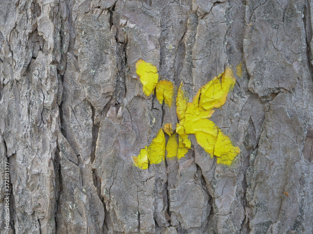 A yellow cross on a tree