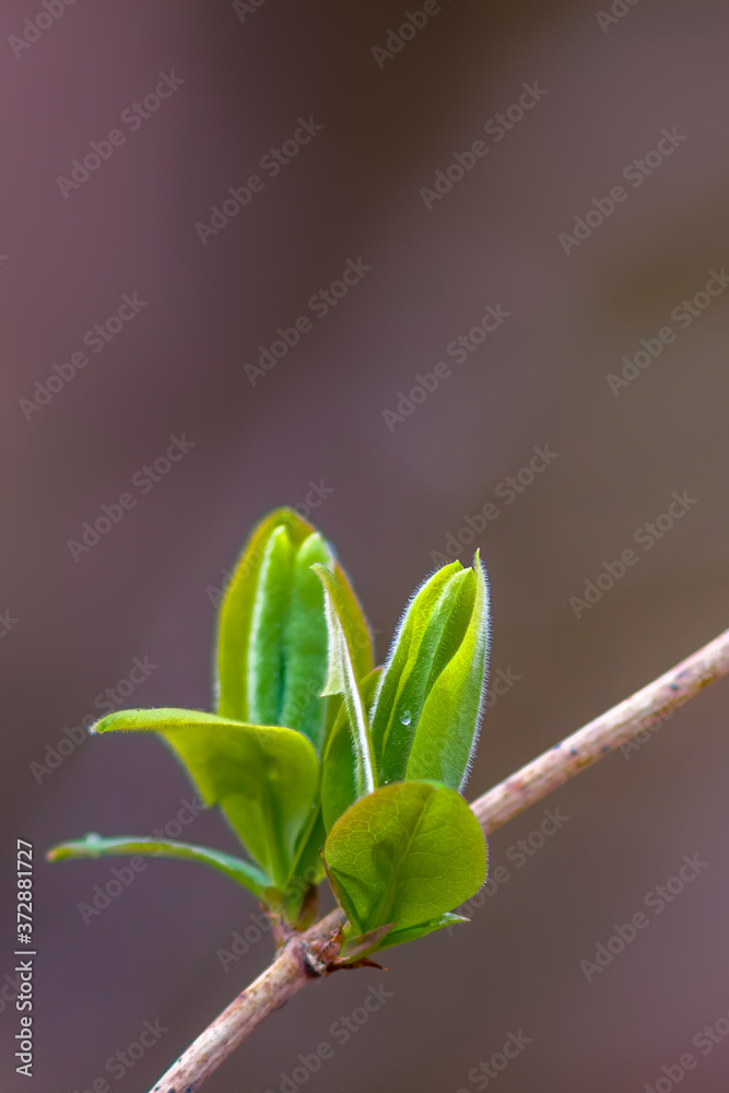 a fresh branch with green leaves in the forest a fresh branch with green leaves in the forest