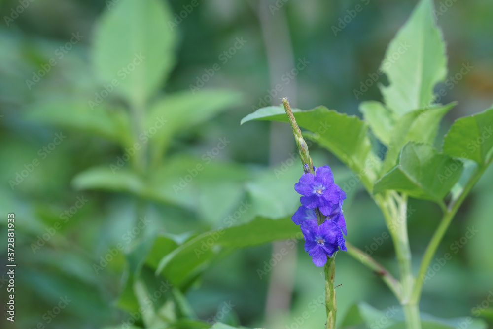 Close up of stachytarpheta jamaicensis flowers in bloom Close up of stachytarpheta jamaicensis flowers in bloom