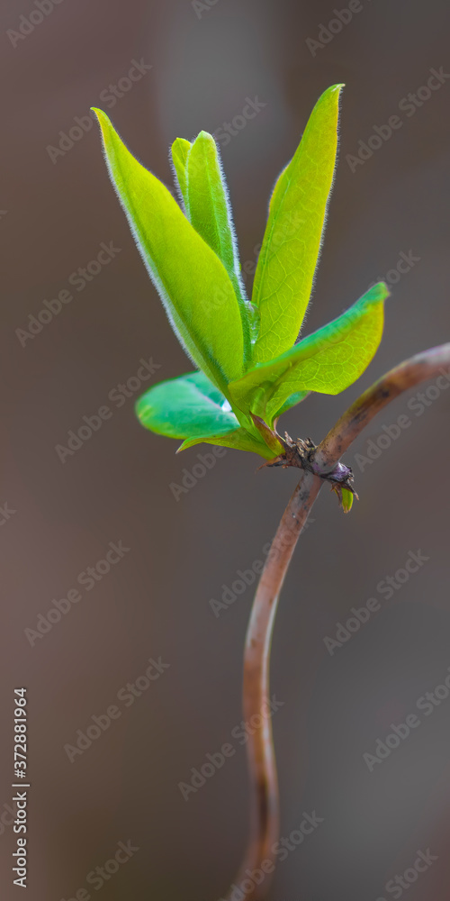 a fresh branch with green leaves in the forest a fresh branch with green leaves in the forest