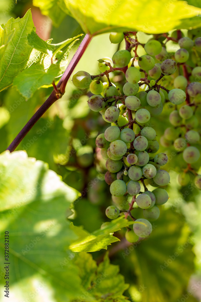 Green unripe grapes and leaves at vineyard Green unripe grapes and leaves at vineyard