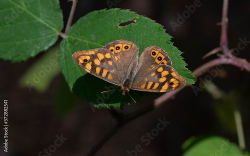 mariposa maculada