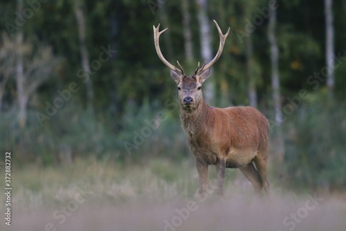 Beautiful red deer in the nature habitat. Wildlife scene from european nature. Cervus elaphus