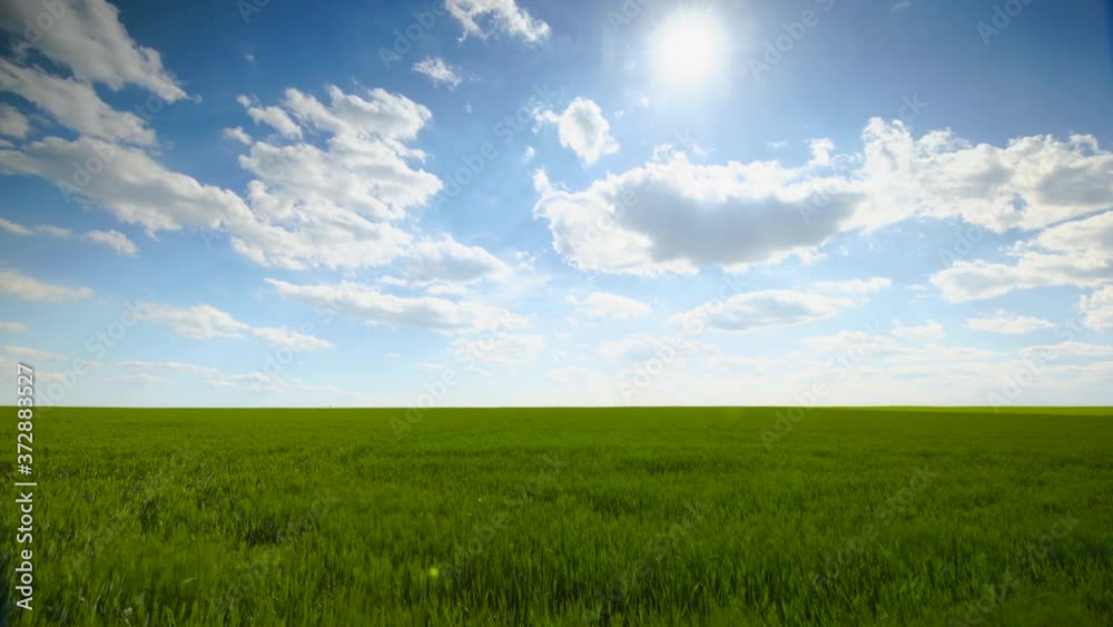 Green Field Under The Blue Sky With Clouds and Sun Green Field Under The Blue Sky With Clouds and Sun