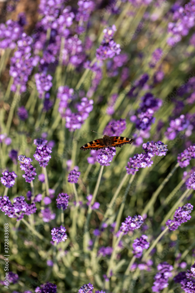 Naklejka premium Colorful Butterfly on the blooming lavender flowers