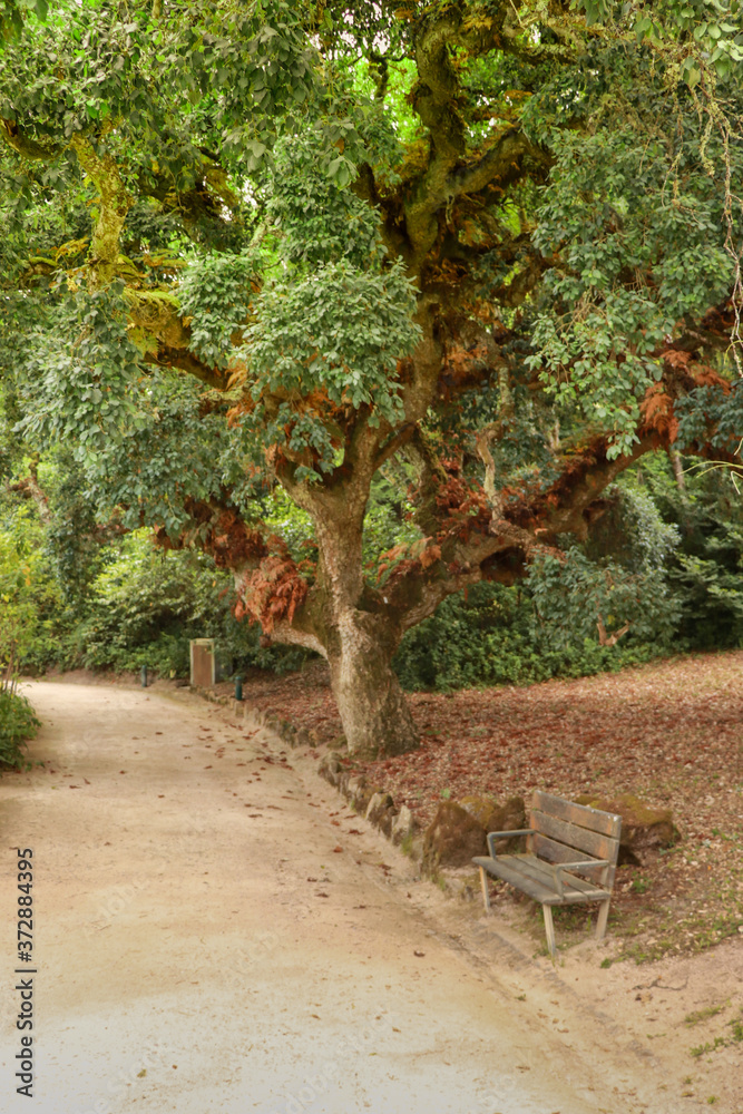 Old cork oak tree in a park