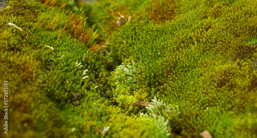 macro image of moss with some parts in focus